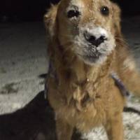 Golden Retriever, Köpek  tarçın fotoğrafı