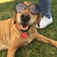 Golden Retriever, Köpek  tarçın fotoğrafı