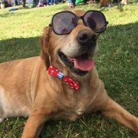 Golden Retriever, Köpek  tarçın fotoğrafı