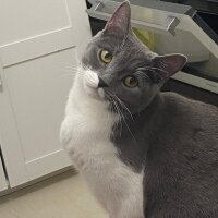 British Shorthair, Kedi  maya fotoğrafı