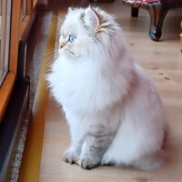 British Longhair, Kedi  Maviş fotoğrafı