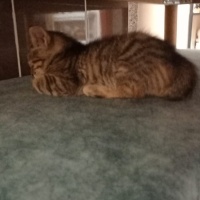 Tekir Kedi, Kedi  Mia fotoğrafı