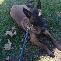 Belçika Malinois, Köpek  Zeyna fotoğrafı