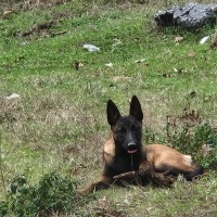 Belçika Malinois, Köpek  Zeyna fotoğrafı