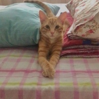 Sarman, Kedi  Mavi fotoğrafı