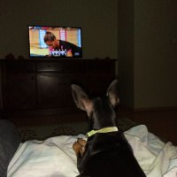 Minyatür Pinscher, Köpek  Ciko fotoğrafı