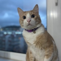 Sarman, Kedi  Cakıl fotoğrafı