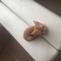 Tekir Kedi, Kedi  pamuk fotoğrafı