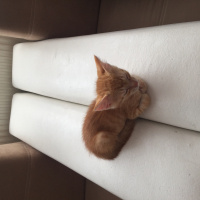 Tekir Kedi, Kedi  pamuk fotoğrafı