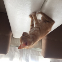 Tekir Kedi, Kedi  pamuk fotoğrafı