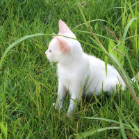 Ankara Kedisi, Kedi  Fındık fotoğrafı