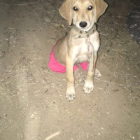 Sokö (Sokak Köpeği), Köpek  Yavru İbiş'ime acil yuva arıyoruz. fotoğrafı