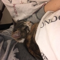 Tekir Kedi, Kedi  Aşil fotoğrafı