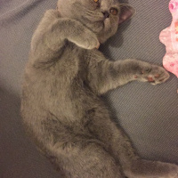 British Shorthair, Kedi  Mia fotoğrafı