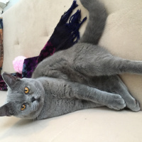British Shorthair, Kedi  Mia fotoğrafı