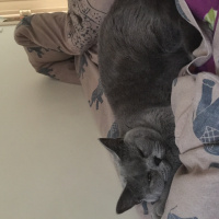 British Shorthair, Kedi  Mia fotoğrafı
