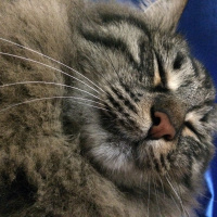 Norwegian Forest, Kedi  catsy fotoğrafı