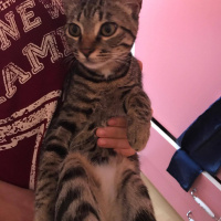 Tekir Kedi, Kedi  çakıl fotoğrafı