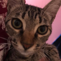Tekir Kedi, Kedi  çakıl fotoğrafı