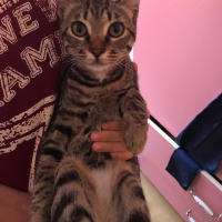 Tekir Kedi, Kedi  çakıl fotoğrafı