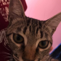 Tekir Kedi, Kedi  çakıl fotoğrafı