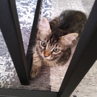 Tekir Kedi, Kedi  Poset fotoğrafı
