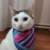 Tekir Kedi, Kedi  Mia fotoğrafı