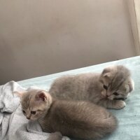 Scottish Fold, Kedi  Dişi yavrular cins fotoğrafı