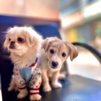 Pekingese, Köpek  Puffy fotoğrafı