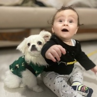 Pekingese, Köpek  Puffy fotoğrafı