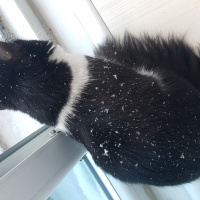 Tuxedo (Smokin) Kedi, Kedi  Maça fotoğrafı