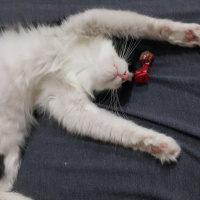 Tuxedo (Smokin) Kedi, Kedi  Maça fotoğrafı
