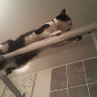 Tuxedo (Smokin) Kedi, Kedi  Maça fotoğrafı