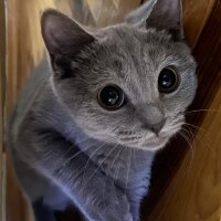 British Shorthair, Kedi  Kedy fotoğrafı