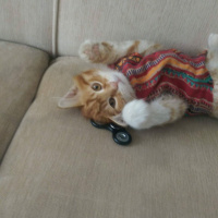 Tekir Kedi, Kedi  kral fotoğrafı