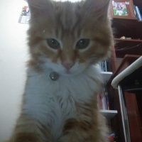 Tekir Kedi, Kedi  kral fotoğrafı