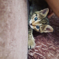 Tekir Kedi, Kedi  Mia'ya acill yuva!!! fotoğrafı