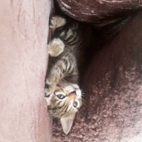 Tekir Kedi, Kedi  Mia'ya acill yuva!!! fotoğrafı