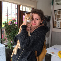 Tekir Kedi, Kedi  susam fotoğrafı