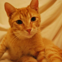 Tekir Kedi, Kedi  susam fotoğrafı