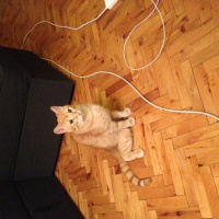 Tekir Kedi, Kedi  susam fotoğrafı