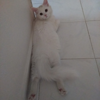 İran Kedisi (Persian), Kedi  Miyu fotoğrafı