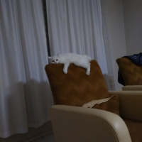 İran Kedisi (Persian), Kedi  Miyu fotoğrafı
