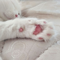 İran Kedisi (Persian), Kedi  Miyu fotoğrafı