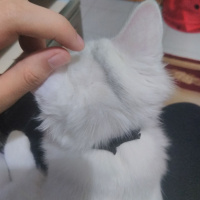 İran Kedisi (Persian), Kedi  Miyu fotoğrafı