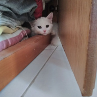 İran Kedisi (Persian), Kedi  Miyu fotoğrafı