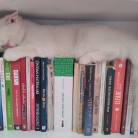 İran Kedisi (Persian), Kedi  Miyu fotoğrafı