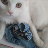 İran Kedisi (Persian), Kedi  Miyu fotoğrafı