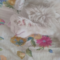 İran Kedisi (Persian), Kedi  Miyu fotoğrafı