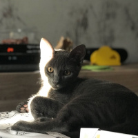 Mavi Rus, Kedi  çoga fotoğrafı